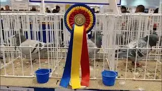 Columbofil dl Cernat Adrian Prahova Romania porumbei in expozitia nationala UCPR 31 ian 2026