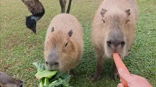 Feeding Capybaras Carrots and Collard Greens