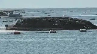 明石海苔刈り採り2026 1 28