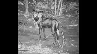 African Wild Dogs at Hyena Pan