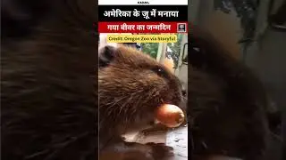 #shorts | Oregon Zoo में Beaver का Birthday Celebration | America