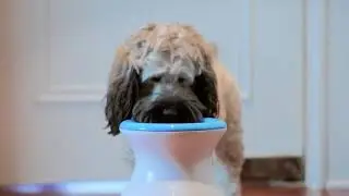 iFetch Frenzy