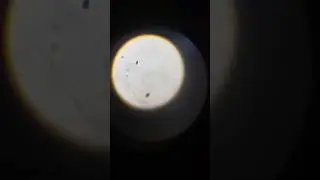 Life Of A BAMS student ।। Pathology Practicals ।। UTI Test .. #bams #pathology #viralvideo #viral