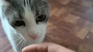I smell like another cat