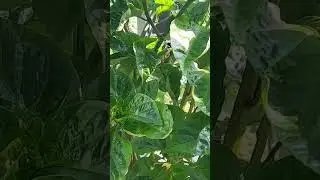 Spotted a green tree frog on my Habanero Pepper plant 😵&zwj;💫. They say frogs are a symbol of good luck