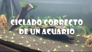 Ciclado correcto del acuario