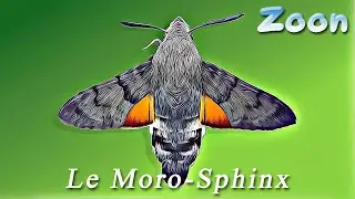 Le Moro-Sphinx - cycle complet - The hummingbird hawk-moth