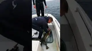 Spodsbjerg 2017 kabeljauw