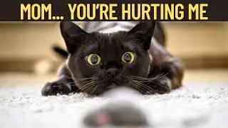 15 Indoor Cat Mistakes That Are Driving Your Cat INSANE