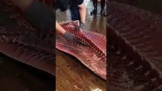 He&rsquo;s the Reason This Monster Tuna Becomes Sushi #OceanToTable #BluefinLegend #KnifeSkills