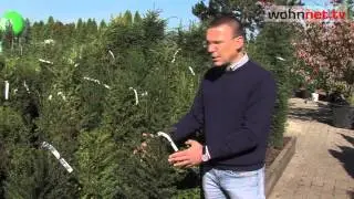 Alles über Heckenpflanzen - Tipps & Tricks!
