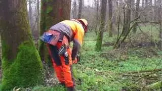 B&auml;ume F&auml;llen -podiranje drevesa 2 husqvarna 357xp