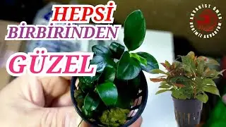 KUTU AÇILIMI - YENİ BİTKİLER ALDIM -Akvaryumda Ekilecek Yer Kalmadı