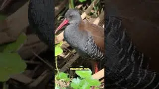 Rasc&oacute;n Cafre | Datos Curiosos |  #animales #animal #shortvideo #viral #curiosidades #4k #videos