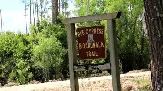 Big Cypress Boardwalk Trail Goethe Forest Florida