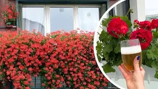 Sąsiadki pytają o sekret moich pelargonii. Nie podlewam ich zwykłą wodą!