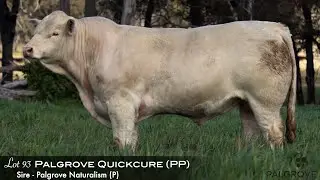 Palgrove Bull Sale 2021&ndash; Lot 93 Palgrove Quickcure Q1261E (PP)