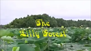 Hidden Beauty The Lily Forest Kayaking The Delaware River NE Kansas