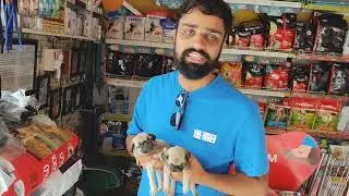 Pug Puppies for Sale 🐾 | Healthy & Playful Pug Puppy | Vikash Dog House Rudrapur #vikashdoghouse