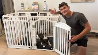 The Perfect Playpen For Your Dog!