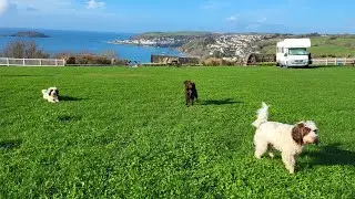our dogs enjoying their holiday in Looe Cornwall ☺️☺️☺️