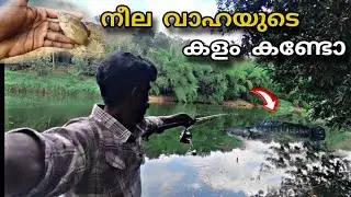 നീല വാഹയുടെ കളം കണ്ടോ 😲🎣Fishing Videos | Snakehead Fishing Kerala | Traditioal Fishing Videos | New 