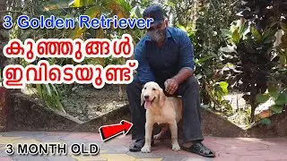 ❤️3 മാസമുള്ള വാവകള്‍ : Golden Retriever puppy cute and energetic : Breed information : Kennel Visit