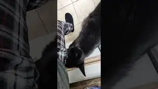 Dogs nose blind after 10 second fart #fart #dog