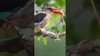 Brown Hooded Kingfisher #backpackingafrica #kruger #krugerpark