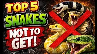 5 Snakes That Are NOT Beginner Friendly