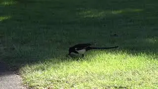 Black Billed Magpie Pecking at Pine Cones   Yakima, WA   HD 720p