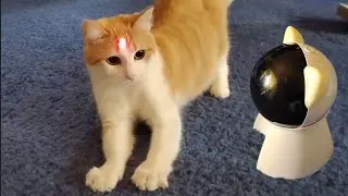 Cat Plays with Interactive Laser Pointer 