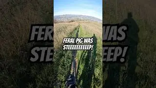 Feral Pig #mtb