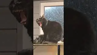 Cutest Yawn Ever! 😻 Bucket Cat Flow Will Melt Your Heart ❤️