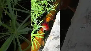 Koi fish will eat anything! They will even eat their own kind!  #koi #goldfish #aquarium #freshwater
