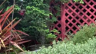 Humming bird upper fountain