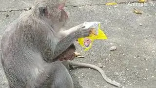 Poor Baby Monkey Eating In Fear Because Other Big Monkey .......!