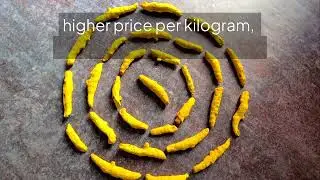 Economics and Scalability of Lakadong Turmeric
