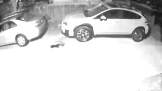 Berzerkeley in Berkeley - Skunk on the Prowl