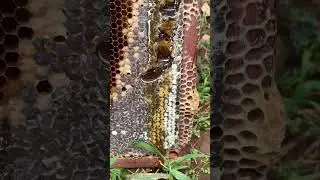 #beekeeping #love #nature