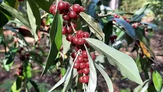 SHTF,Wild Edibles,Foraging...Japanese Holly, Japanese Silverberry