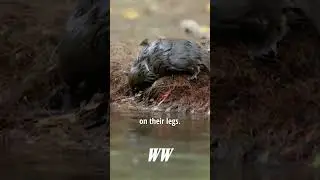 The Platypus &ndash; Nature&rsquo;s Weirdest Creation #animals #nature #wildlife #facts #wildliferescue
