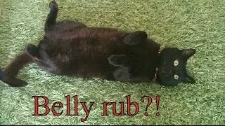 Do cats like belly rubs?