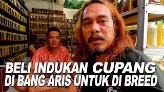 BELI INDUKAN YELLOW BASE DI BANG ARIS UNTUK DI BREED