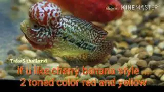 2-3 toned color enhancer food by CZ aqua products