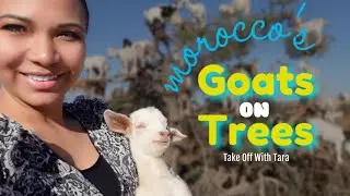 Goats on Trees in Essaouira, Morocco | 4K | @TakeOffWithTara