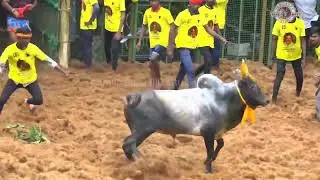 🔴Jallikattu video animals ulagam tamil live🔴🔴 #live #video