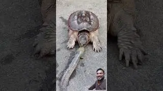 #turtlesanctuary #animals #pets #turtle