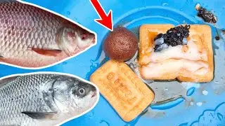 रोहू मछलियों की भीड़ दौड़ती हुई आती है इस चारे पर | No. 1 bait for rohu , mrigal fish