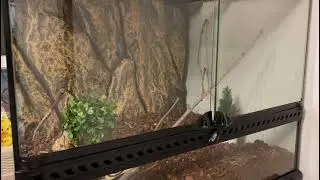 Skittles (Nephilengys malabarensis) feeding